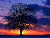 #309-lone_tree_at_sunset