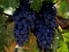 #382-normal_Grapes
