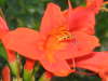#412-Orange_flower