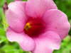 #449-Pink-Flower