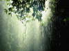 #457-rain_forest_austl
